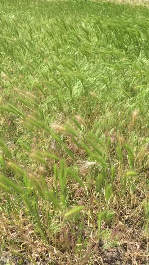 Waves of spikelets and grass sway in the warm summer wind Stock Footage 155944392