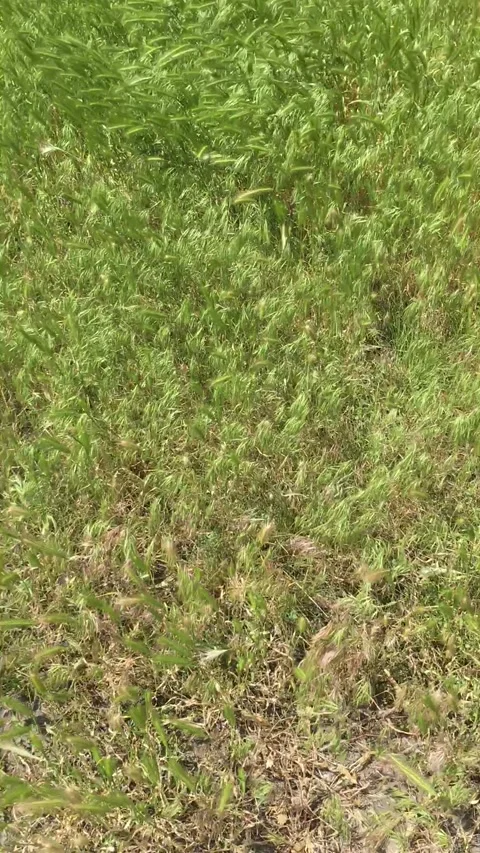 Waves of spikelets and grass sway in the warm summer wind Stock Footage 155944581