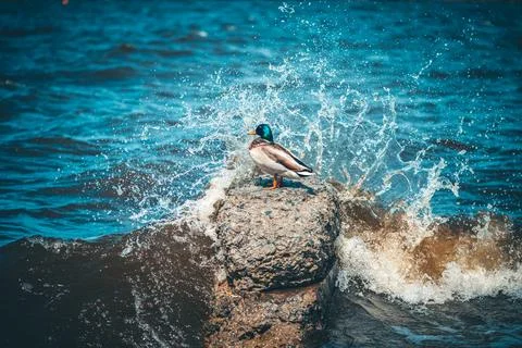 Waves splashing against a rock while a mallard stands gracefully, enjoying .. Stock Photos