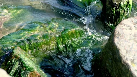 Waves splashing between stones covered with green seaweed or seagrass, ocean sea Stock Footage 196078486