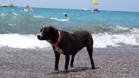 Waves Splashing Cute Dog on Sandy Beach, Dog is Drying Himself by Shaking. Stockbeeldmateriaal 129185366