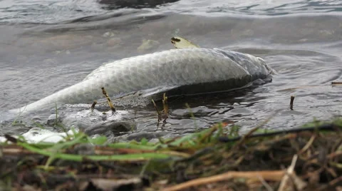 Waves Splashing On Dead Carp Fish The Shores Of Lake Kawaguchi 01 Stock Footage 46387009