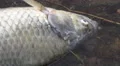 Waves Splashing On Dead Carp Fish The Shores Of Lake Kawaguchi Close Up 02 4k or 4k+ Resolution
