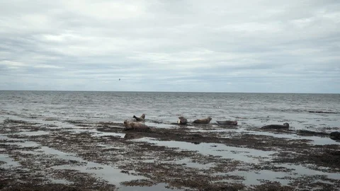 Waves splasing at the cliffs of orkney island. Stock Footage 111340480