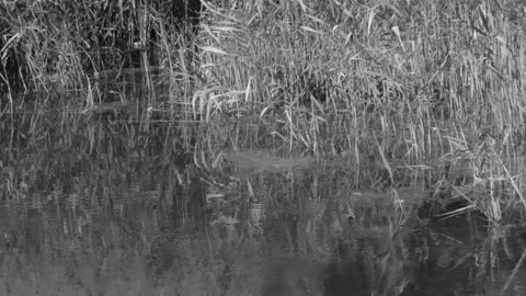 Waves in a summer lake against the background of lake reeds in black and whi 스톡 동영상 164189953