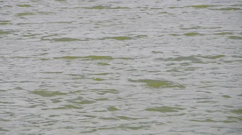 Waves on the surface of the pond Stock Footage 38978468