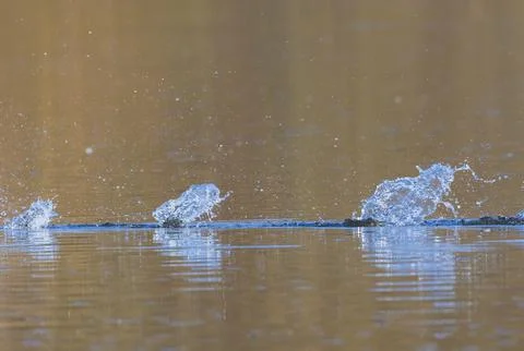 Waves on the surface of the water from a collision. Drop of water drop to the Stock Photos