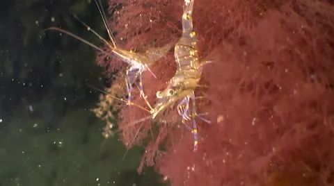 Waves swing red algae with shrimps. Stock Footage 62315746