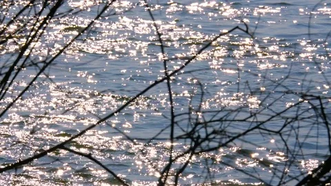 Waves through branches Видео 73814113
