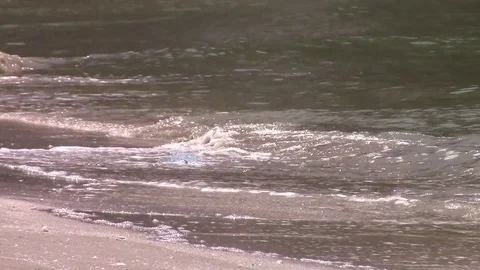 Waves with trash Stock Footage 81535108