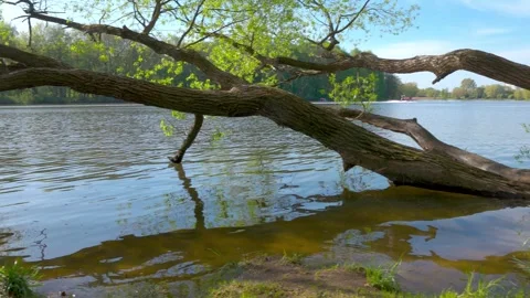 Waves, tree branches touching the water Stock Footage 274850843