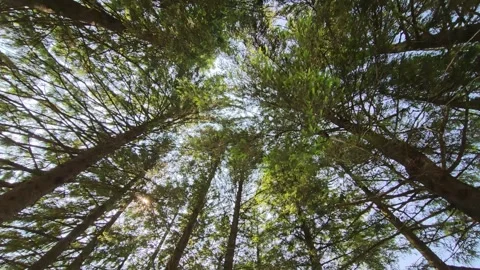 Waves of trees in the Forest Stock Footage 318661022
