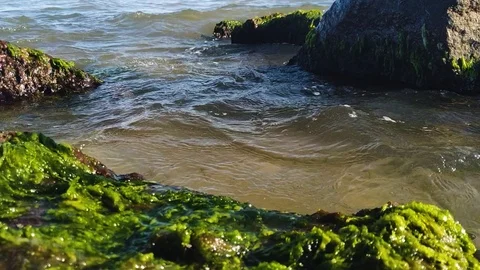 Waves wash the little shells on the sand Stock Footage 112753590