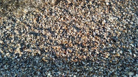 Waves wash the little shells on the sand Stock Footage 112753689