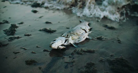 Waves Washing up Dead Fish Carcass onto Beach Shore. Environmental Water Stock Footage 230217194