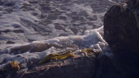 Waves Washing Kelp Stock Footage 145859921