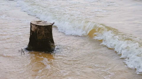 Waves washing the log on the coast of lake at sunrise 스톡 동영상 89968565