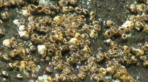 Waves Washing Over Barnacles Stockbeeldmateriaal 776871