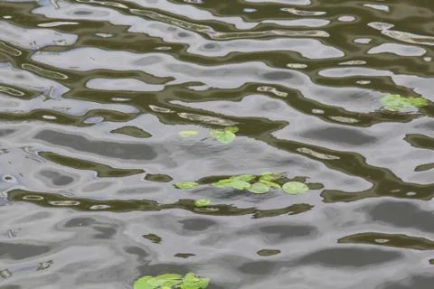 Waves of water sheltering leaves torn by wind Stock Photos