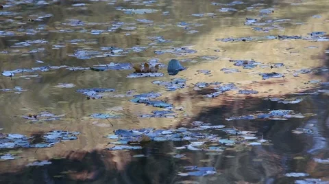Waves water surface with golden reflections and fallen leaves Stock Footage 61289179