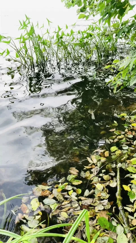 Waves on a water surface of pond, windy weather Stock Footage 139772738