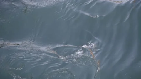 Waves on the water top view 스톡 동영상 170031516