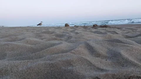 Waves Whisper as a Bird Glides Through Gentle Sunset Air 스톡 동영상 313920810