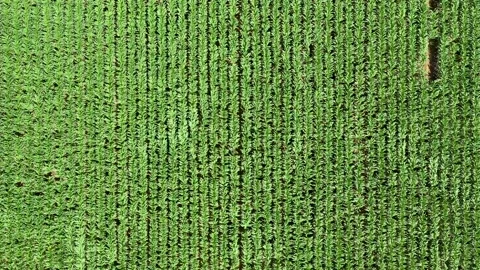 Waves in the wind on a corn field Video stock 135725471