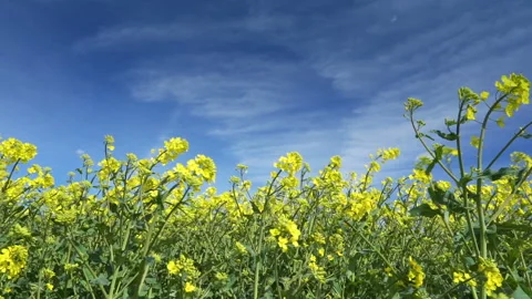 The wavin rape plants with the yellow flowers in the field 스톡 동영상 135353977