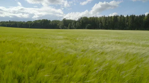 Waving of the barley plants in the field Stock Footage 66521750