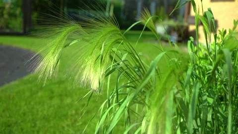 Waving Bent in the garden Stock Footage 133092288