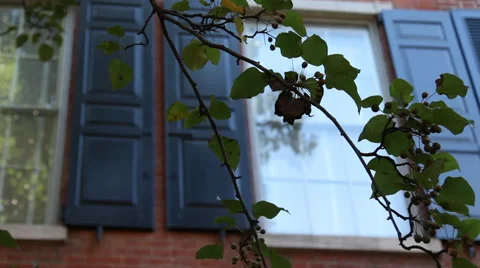 Waving Branch Stock Footage 40804768