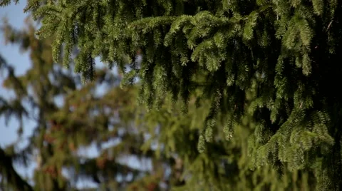 Waving branches of spruce 스톡 동영상 57896396
