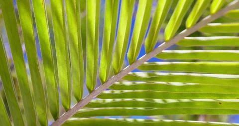 Waving coconut palm tree leaf shadow with sun rays on blue sky background Vídeos de archivo 243632115