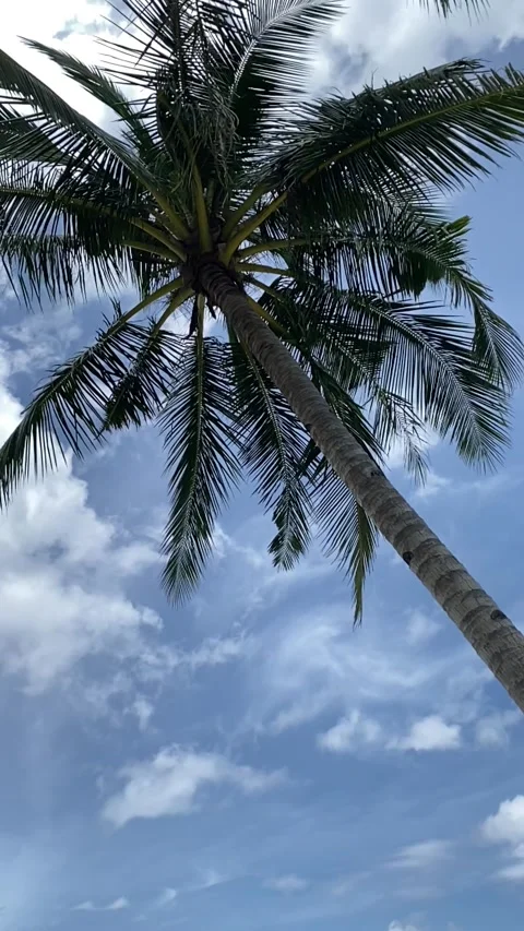 Waving Coconut Tree Stock Footage 246252545