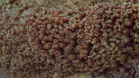 Waving Colonial Polyps Covering Tropical Reef Rock Underwater 動画素材 339043395