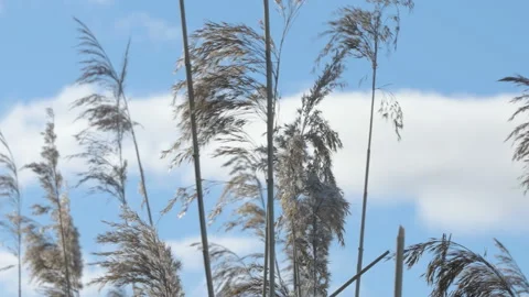 The waving common reed grasses on the park Stock Footage 149707905