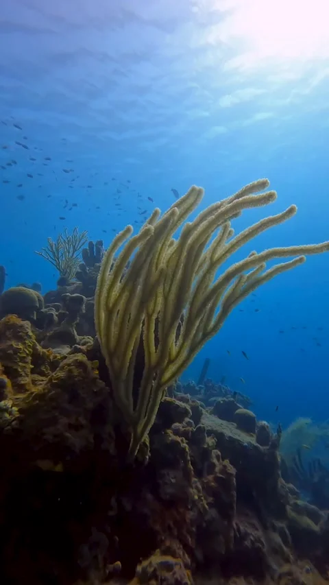 Waving coral Stock Footage 233226096