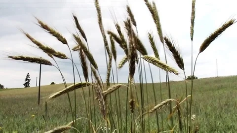  Waving corn on blue sky Stock Footage 85572904