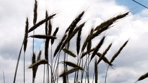  Waving corn (PL) Video stock 85572894