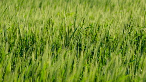 Waving Cornfield HD Stock Footage 240655188