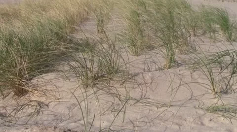 Waving dune grass Video stock 12425393