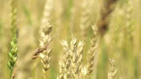 The waving of the ears of grain crops at the evening dawn or early in the mornin Stock Footage 160238835