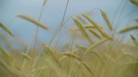 Waving ears of wheat field Stock Footage 270063128