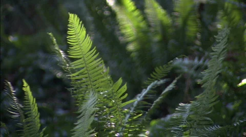 Waving Ferns Stock-Footage 632724