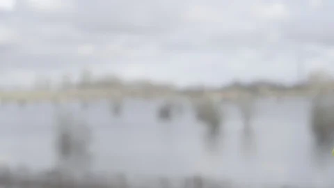 Waving flower Stock Footage 125995179