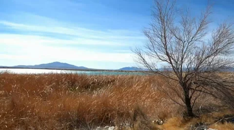 Waving Golden Grass, Dead Tree Video stock 38107451