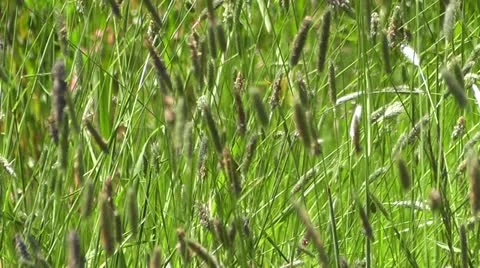 Waving Grass 1 Stock Footage 11095237