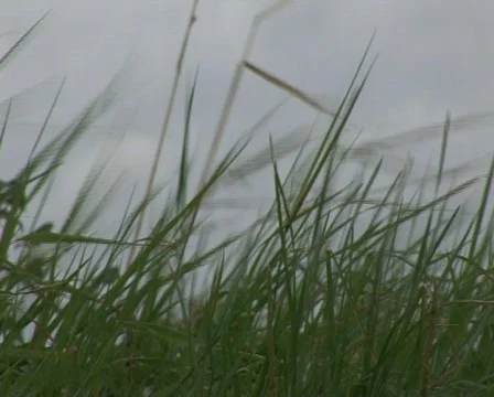 Waving grass Stock Footage 449720