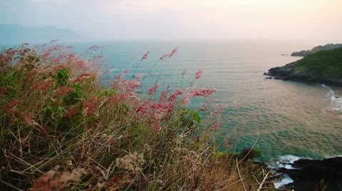 Waving grass Vidéo 21238944